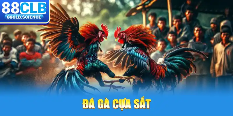 Đá gà cựa sắt