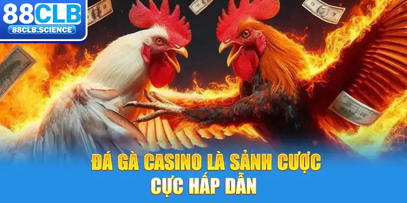 Đá gà casino là sảnh cược cực hấp dẫn