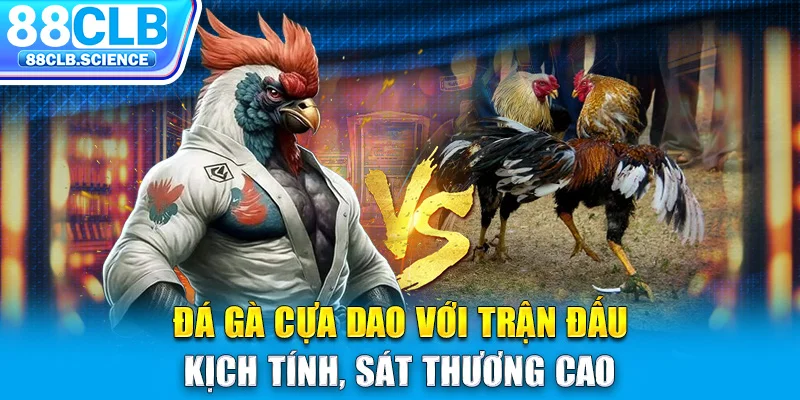 Đá gà cựa dao với trận đấu kịch tính, sát thương cao