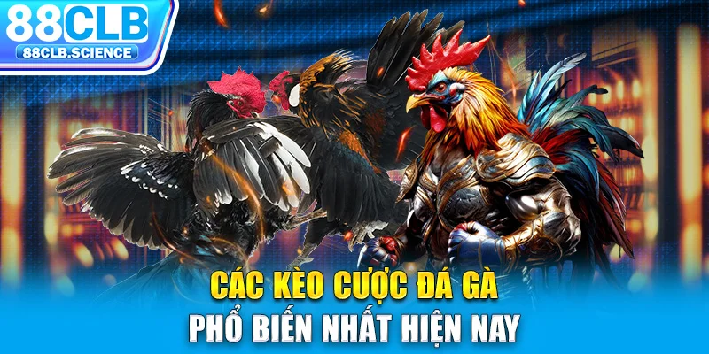 Các kèo cược đá gà phổ biến nhất hiện nay