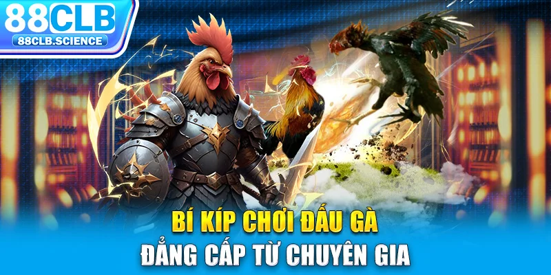 Bí kíp chơi đấu gà đẳng cấp từ chuyên gia