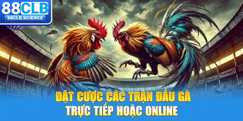 Đặt cược các trận đấu gà trực tiếp hoặc online